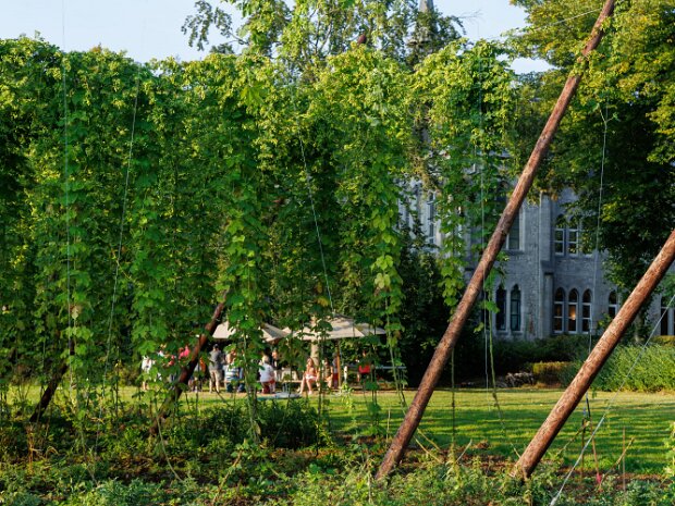 Maredsous Les Vendanges de Houblon - 1 septembre 2024